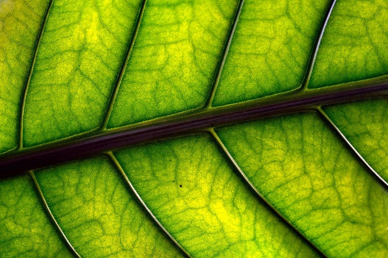 Leaf Print Art