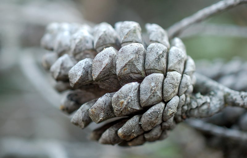 Pinecone Bird Feeders